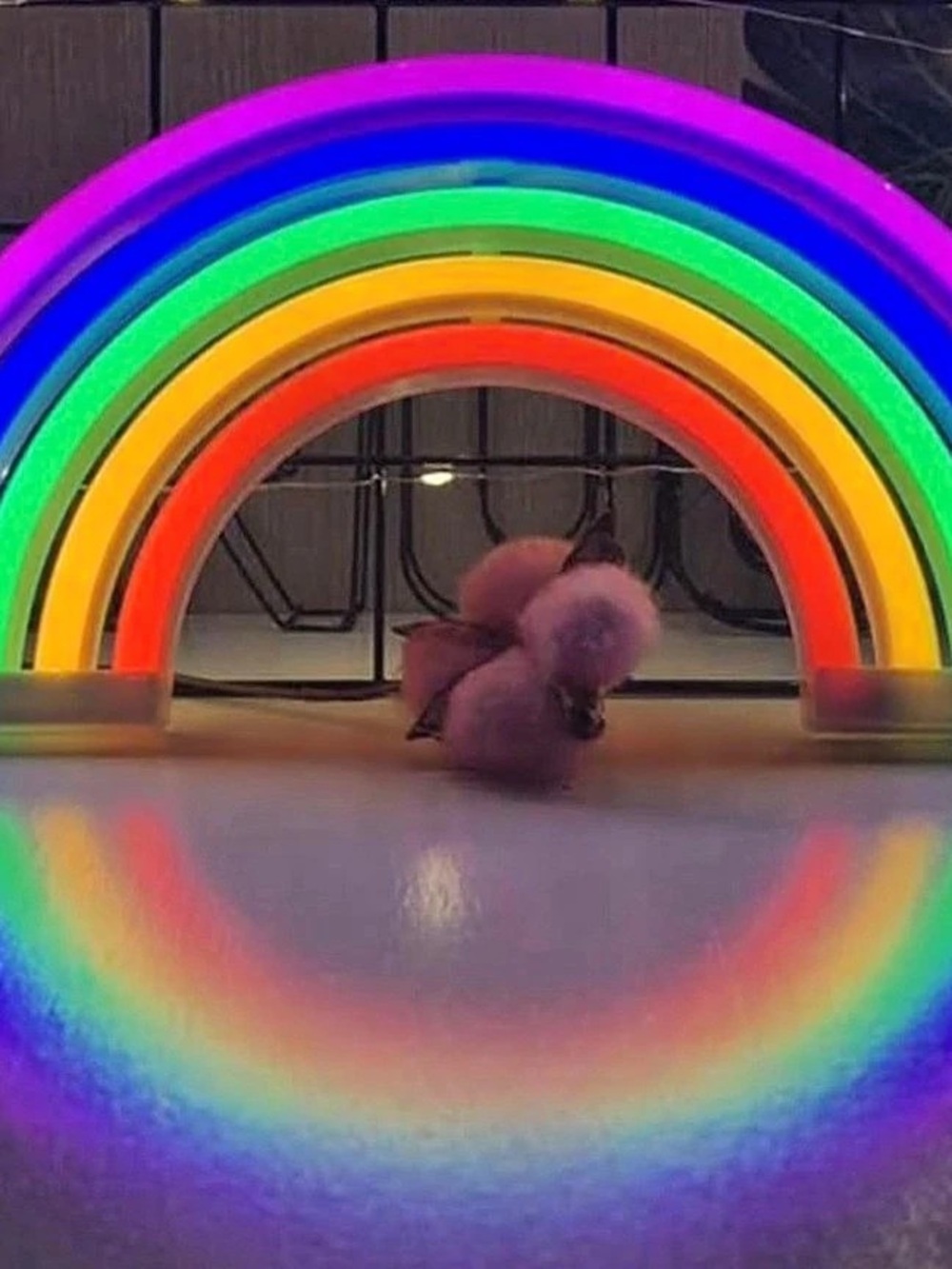 LED Rainbow Arch Light, Multi & Purple